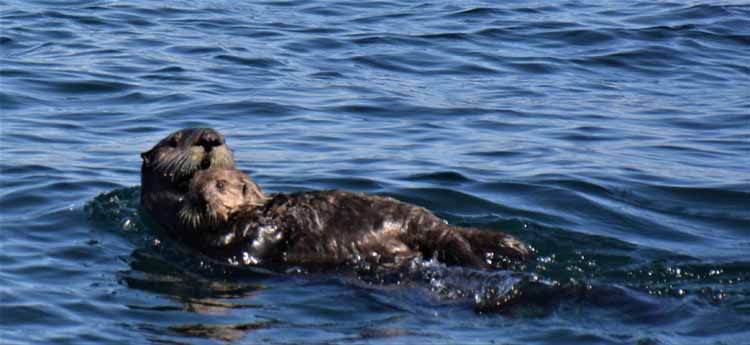 otter with pup